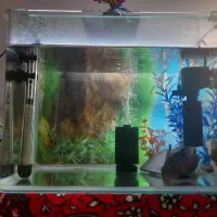 فروش ماهی اسکار