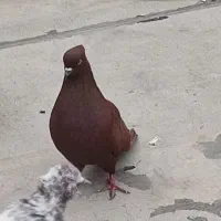 چهار تا کبوتر درجه یک