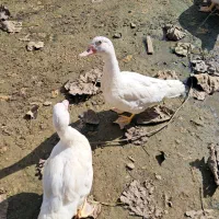 اردک اسراییلی سفید|حیوانات مزرعه|کوچصفهان, |دیوار