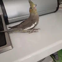 چهار عدد عروس هلندی