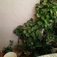 گل وگلدون|گل و گیاه طبیعی|شاهرود, |دیوار