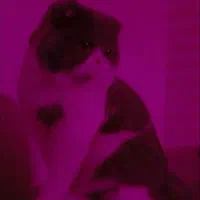 گربه بریتیش بایکالر وارداتی