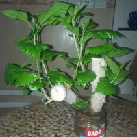 درختچه زینتی بنسای دراب و خاک