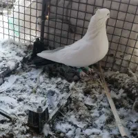 دم سیاه|پرنده|نرماشیر, |دیوار