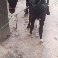 دام|حیوانات مزرعه|ارمند, |دیوار