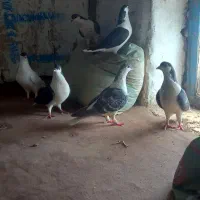 کفتر ساده