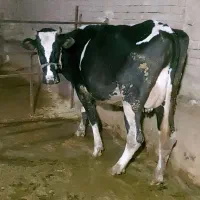 گاو تلیسه هلشتاین با گوساله نر آمریکایی