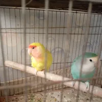 طوطی|پرنده|کنگاور, |دیوار