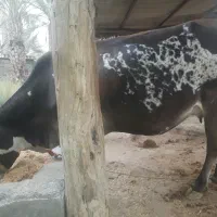 گاو شیری ۵ ماه ابستن|حیوانات مزرعه|میناب, |دیوار