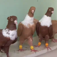کفتر کبوتر کلاغ خطی ..نواری ..طوق سفید