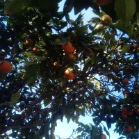 نارنج ابدار تازه