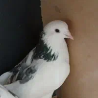 کفتر باخت رفته