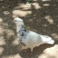 طوقی|پرنده|شیراز, شهرک بهار|دیوار