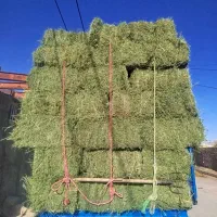 فروش ینجه پرس شده