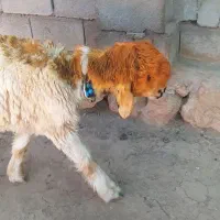 یک راس کوه قوچ داشتی به قیمت گوشت(بره.بز.میش)|حیوانات مزرعه|کوهرنگ, |دیوار