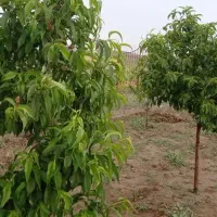 باغ ویلا|فروش زمین و ملک کلنگی|تویسرکان, |دیوار