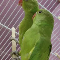 جوجه طوطی ملنگو