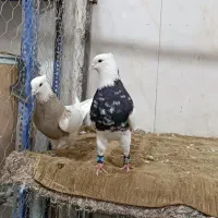 طوقی|پرنده|شاهین‌شهر, نبوت|دیوار