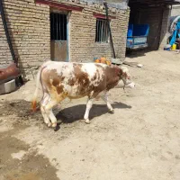 گوساله نر سیمینتال اصیل