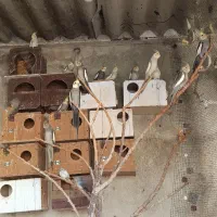 عروس هلندی|پرنده|کازرون, |دیوار