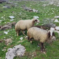 ورن سنجابی اصیل