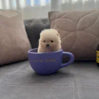 سگ فنجونی واقعی در ایران|سگ|کرج, شهرک بنفشه|دیوار