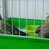 عروس هلندی|پرنده|کاشمر, |دیوار