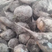 چغندرقند|عمده‌فروشی|میاندوآب, |دیوار