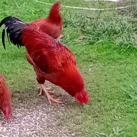 خروس لاری و محلی