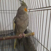 عروس هلندی