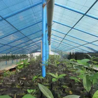 فروش انواع نهال پیوندی آووکادو در متل قو|خدمات باغبانی و درختکاری|سلمانشهر, |دیوار