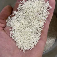برنج هاشمی محصول خشکبیجار|خوردنی و آشامیدنی|رشت, بوسار|دیوار