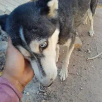 سگ هاسکی|سگ|زارچ, |دیوار