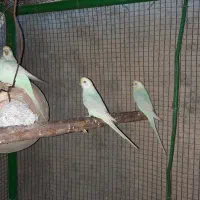 مرغ عشق