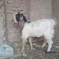 گوسفند|حیوانات مزرعه|پسکوه, |دیوار