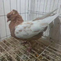 کبوتر سینه|پرنده|فسا, |دیوار