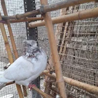 کبوتر پرشی نر سبز دست سفید و کله دار کاکلی|پرنده|رشت, کوی جام جم|دیوار