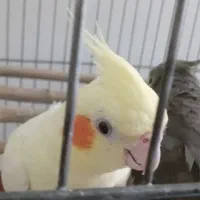 عروس هلندی گم شده|حیوانات|گنبد کاووس, |دیوار