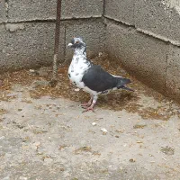 بزک. سینه سفید. گوره. کشکی. پلاکی|پرنده|فراشبند, |دیوار