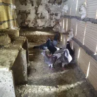 کفتر پرشی|حیوانات|نیشابور, شهرک رسولی|دیوار