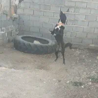 سگ نگهبان