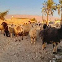 فروش 26 راس میش داشتی ابستن|حیوانات مزرعه|جره و بالاده, |دیوار