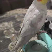 گمشده به یابنده مژدگانی داده میشود