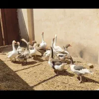 غاز قوغاز نر و ماده