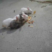 خرگوش جرسی