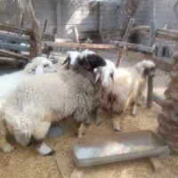 شیشک با قوچ