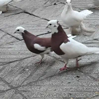 کفتر|پرنده|تبریز, |دیوار