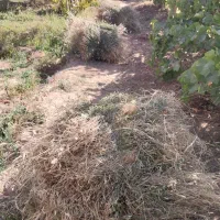 علوفه خشک تازه چین ۲۱ باغ