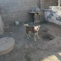 سگ مهربون
