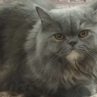 گربه پرشین دم روباهی وارداتی